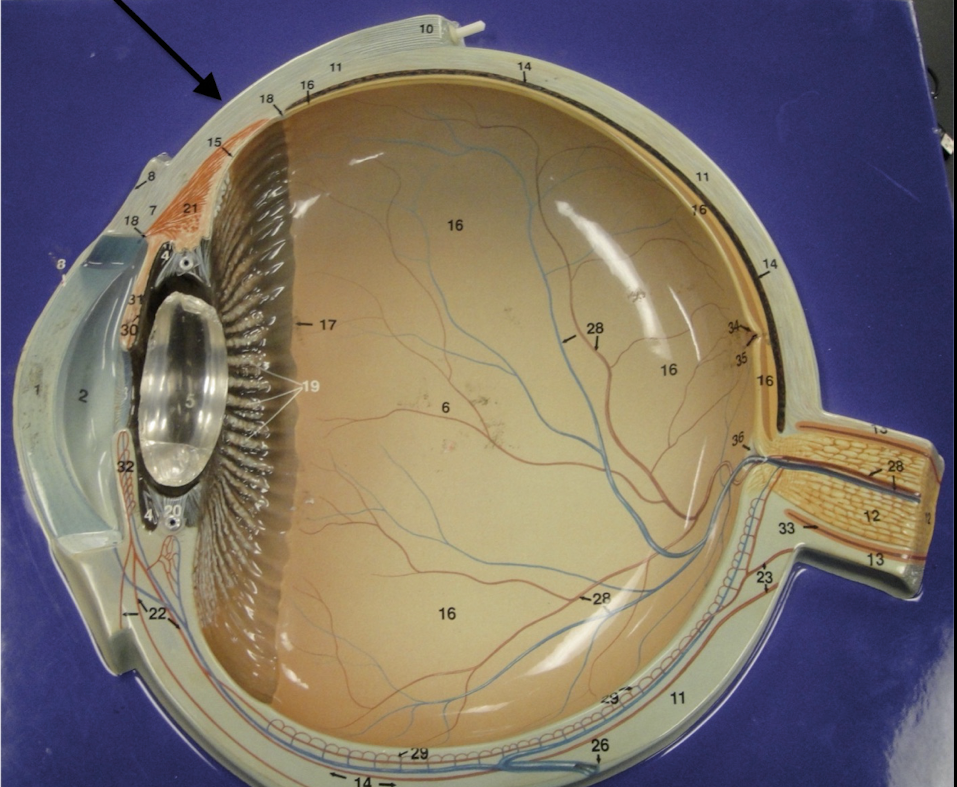 <p>identify this layer</p>