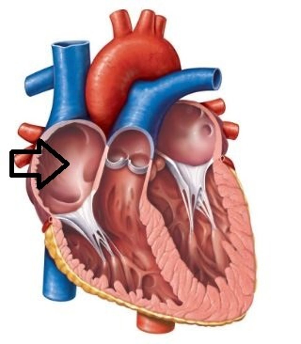 <p>chamber that receives deoxygenated blood from the body via the superior and inferior vena cava</p>