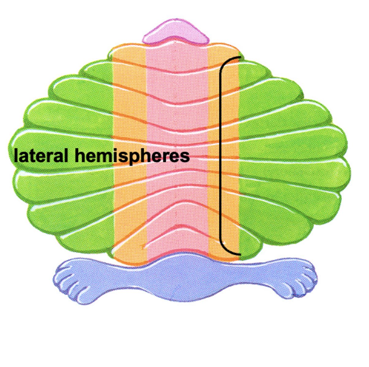 <p>consists of lateral hemispheres</p><p>receives information from cerebral cortex</p>