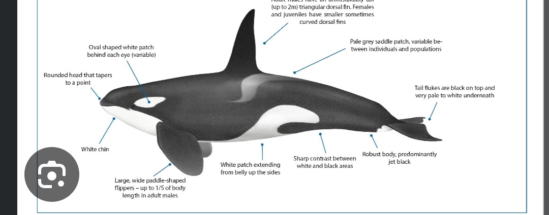 <p class="has-focus">Delphinidae family</p><p class="has-focus">In Hawaiian waters, their diet has been documented to include: Humpback whales, Large game fish such as mahi-mahi, ono, and 'ahi, Cephalopods (like squid and octopus), Other sea turtles, Dolphins, Various other fish and marine mammals</p><p>black back and white underside, white patches near the eyes, and a gray-to-white "saddle patch" behind the dorsal fin.</p>