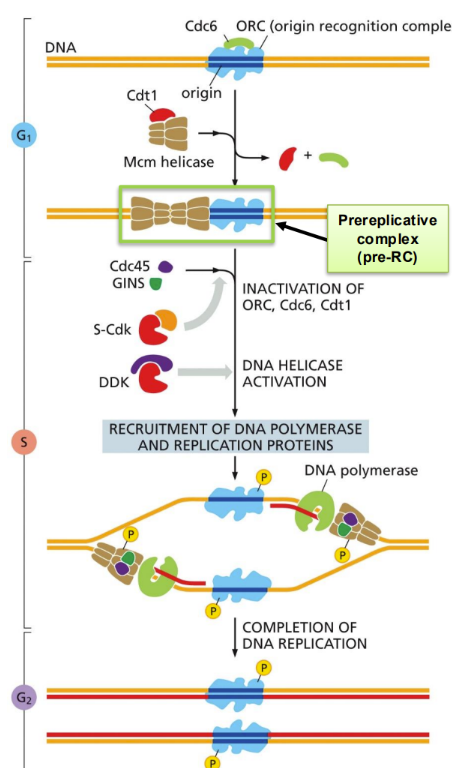 <p><span><u>Pre-replication complex </u>= ORC + origin sequences on dsDNA + helicase + helicase loaders&nbsp;</span></p><ul><li><p class="Paragraph SCXW14674243 BCX0" style="text-align: left"><span>Works because of low S-phase&nbsp;</span></p></li></ul><ul><li><p class="Paragraph SCXW14674243 BCX0" style="text-align: left"><span>S-Cdk presence and deconstruction of pre-RC bring on the pre-initiation complexes and phosphorylation of ORC (begin S phase)&nbsp;</span></p></li></ul><ul><li><p class="Paragraph SCXW14674243 BCX0" style="text-align: left"><span>Cdc6 and Cdt1 = helicase loading proteins&nbsp;</span></p></li></ul><p></p>