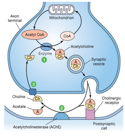 <ul><li><p class="">Found in PNS – causes skeletal muscle contraction</p></li><li><p class="">In ANS &amp; brain – involved in plasticity, arousal &amp; reward</p></li><li><p class="">Synthesised from choline + acetyl-CoA in presynaptic terminals</p></li><li><p class="">Stored in vesicles &amp; released via exocytosis</p></li><li><p class="">Binds to cholinergic receptors = excitatory or inhibitory effects</p></li><li><p class="">Removed by acetylcholinesterase (AChE)</p></li><li><p class="">Choline is reuptaken by a specific transporter</p></li></ul><p></p>