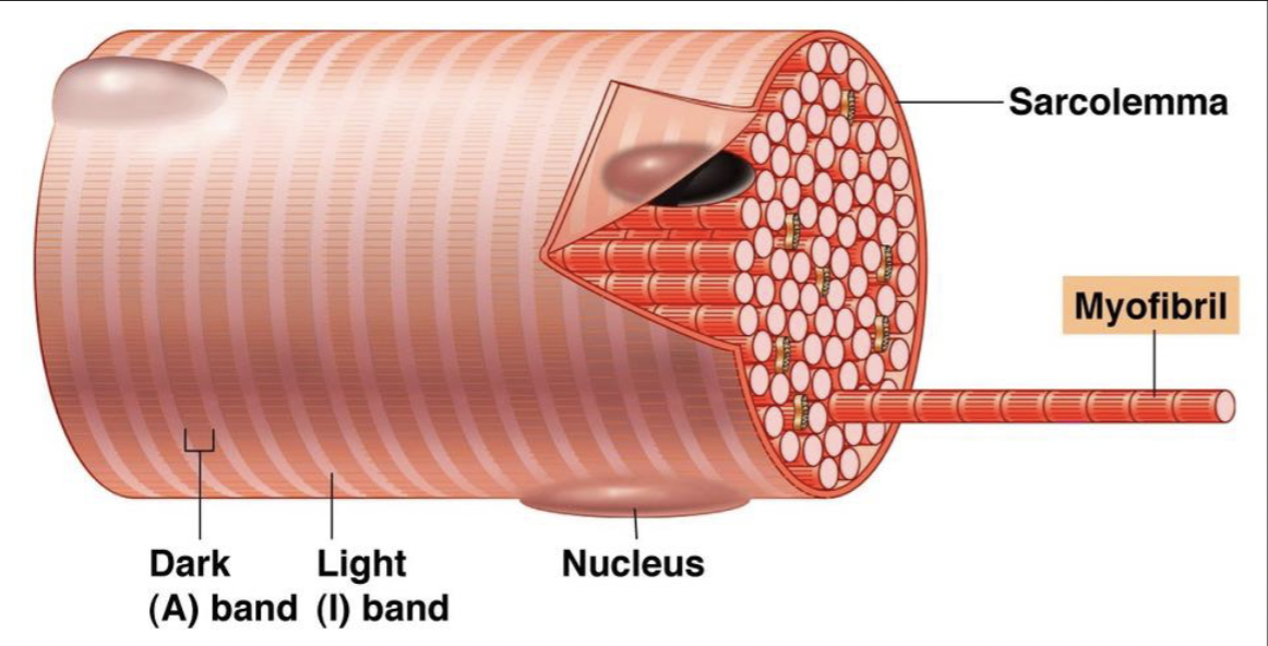 <ul><li><p>specialized contractile organelles</p></li><li><p>specific for myocytes; allow muscles to contract</p></li><li><p>made up of three types of proteins</p><ul><li><p>contractile, regulatory, structural</p></li></ul></li></ul><p></p>