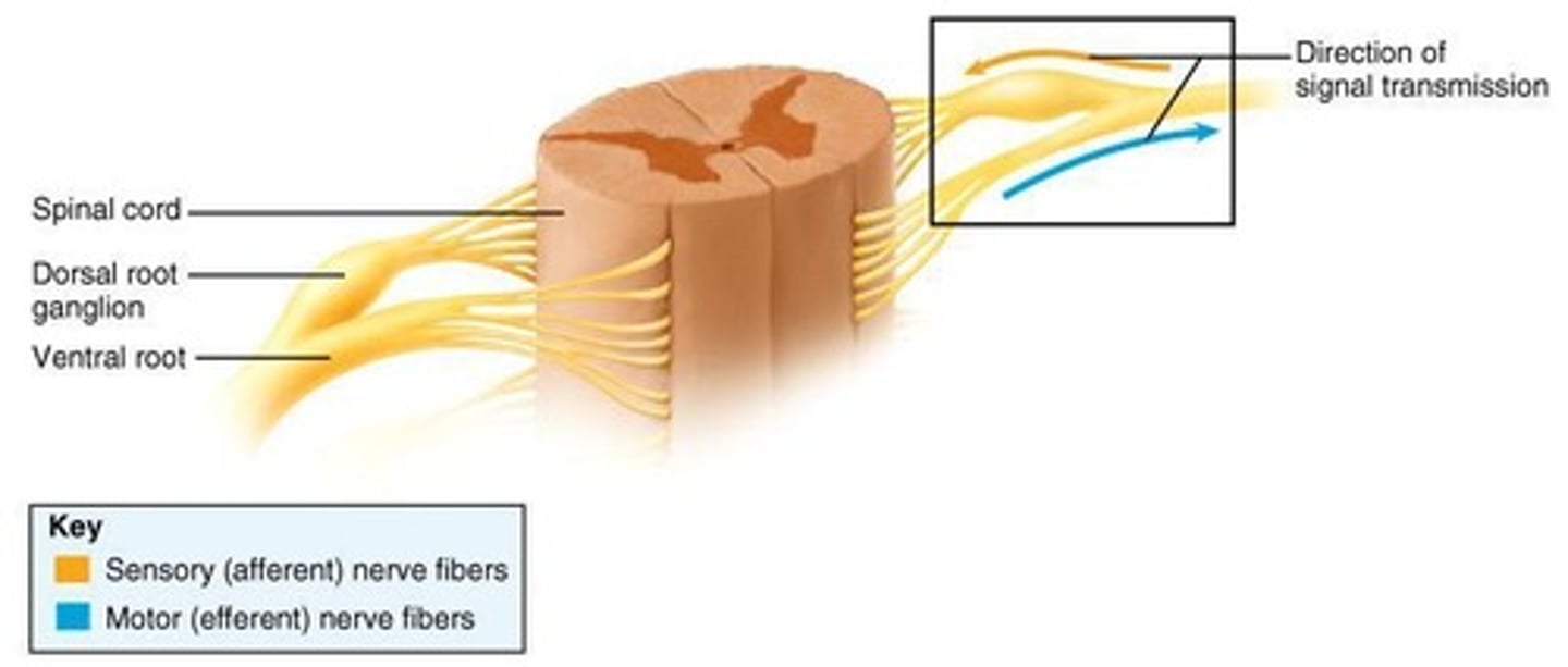 <p>somas of afferent neurons that form prior to rootlets branching to spinal cord</p>
