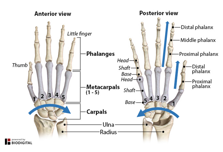 <p>-palms</p><p>-fingers</p>