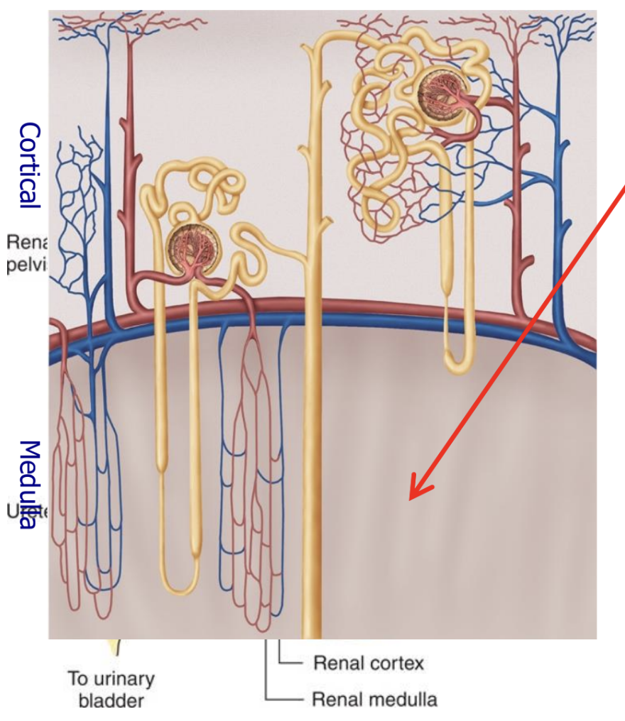 <p>hyperosmotic </p>