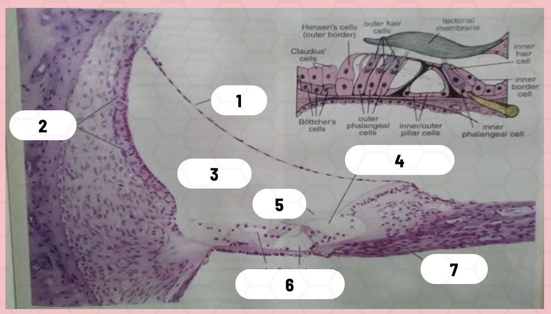 <p>Identify the structure labeled as 6.</p>