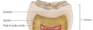 <p>Dentin</p>