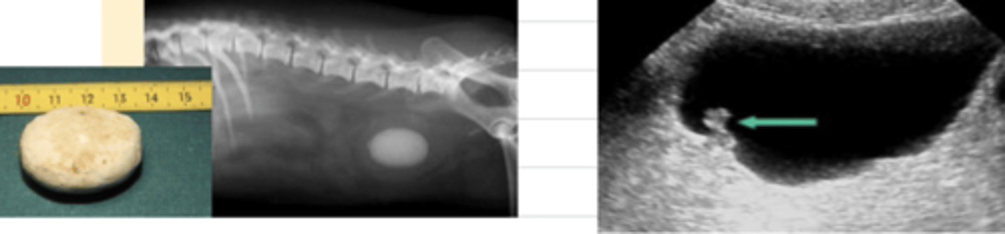 <p>easiest way is with imaging: xrays and ultrasounds</p>