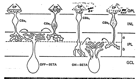 <p><strong>Sublamina A</strong> - more distal or closer<strong> to bipolar cells </strong></p><p><strong>Sublamina B</strong> - more proximal or closer<strong> to ganglion cells</strong></p><p>Two functionally different bipolar cells</p><ul><li><p><strong>‘ON’ bipolars</strong> - terminate in <strong>sublamina B </strong></p></li><li><p><strong>‘OFF’ bipolars</strong> - terminate in <strong>sublamina A</strong></p></li></ul><p></p>
