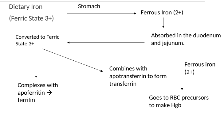 <p>Iron Absorption</p>