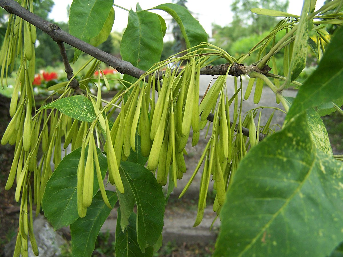 <p>Fraxinus pennsylvanica. fruit helicopters</p>