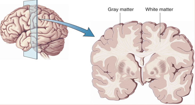 <p>white matter</p>