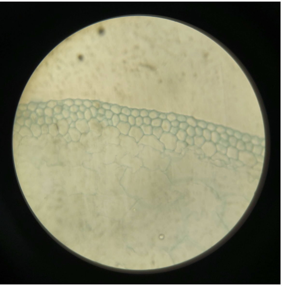 <p>Tissue</p>