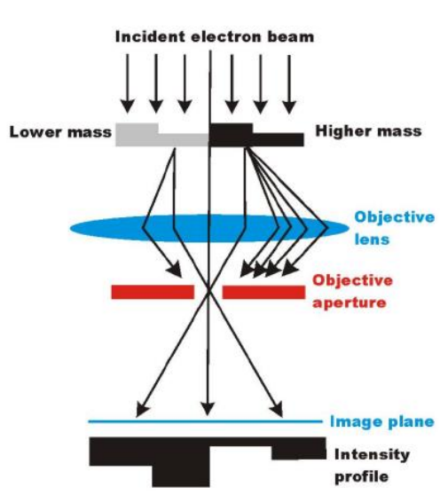 <p>High-Z/Thicker specimins scatter more </p><p>Number of unscattered electrons decreases exponentially with thickness</p><p>Amorphous no diffraction</p><p>Density and thickness determine contrast</p><p></p>