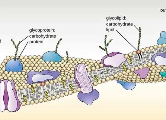 <p>Found attached to the outer surface of the membrane. <br><br><strong><em>Cell Signaling</em></strong> = Act as receptor molecules, binding to hormones or neurotransmitters to trigger responses inside the cell</p><p><strong><em>Cell Recognition</em></strong> = Help the immune system recognize itself vs foreign cells, and can act as antigens on the surface of red blood cells</p><p><strong><em>Cell adhesion</em></strong> = Help cells stick together and form tissues</p><p><strong><em>Endocytosis Receptors = </em></strong>Helps engulf molecules into vesicles</p>