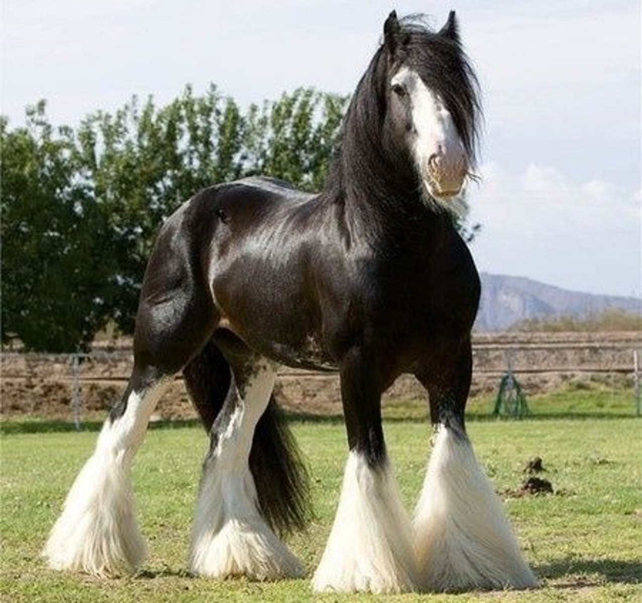 <p>this draft horse is the largest and most powerful draft horses in Britain, convex nose</p>