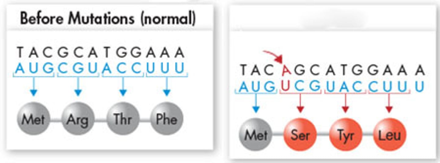 <p>A gene mutation that occurs when a nucleotide base is inserted; results a frameshift mutation in which every amino acid that occurs after the insertion is impacted</p>