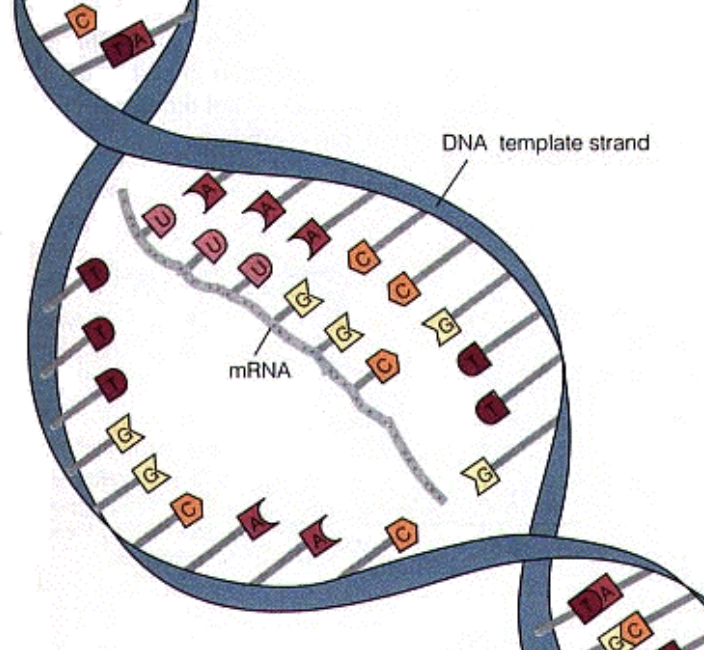 <p>Messenger RNA<br>- RNA polymerase attaches complementary RNA nucleotides to the template strand, forming mRNA molecule. (nucleus)<br>- Carries a complimentary copy of the DNA to the ribosome for protein synthesis (cytoplasm)</p>