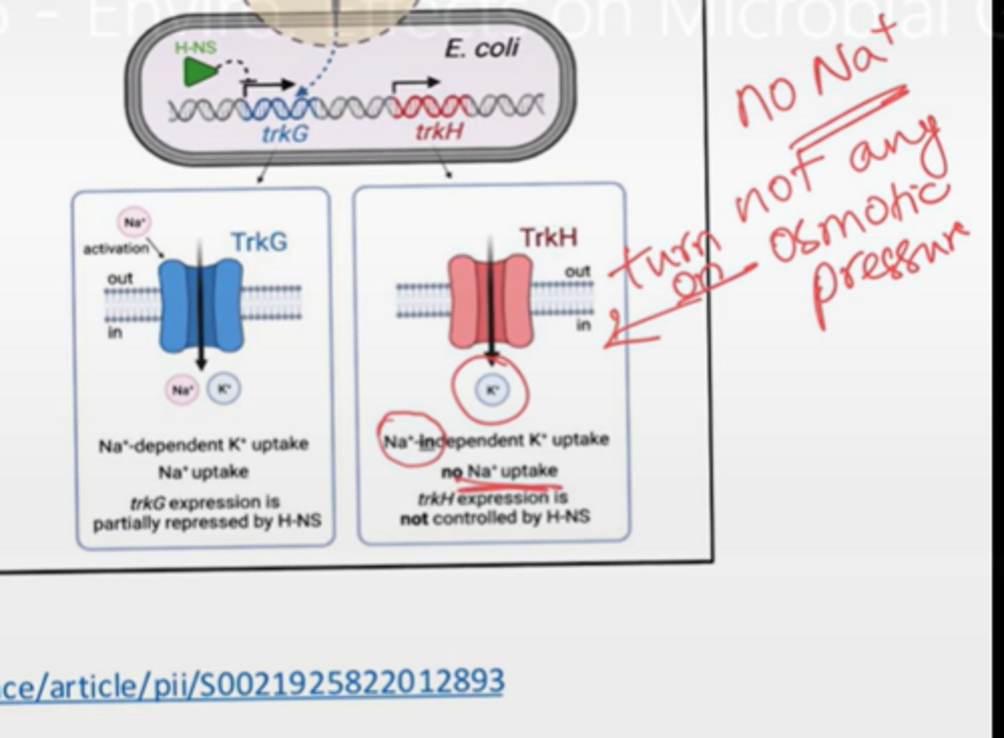 <p>TrkG does Na+ dependent K+ uptake (symporter)</p><p>TrkH does Na+ independent K+ uptake (uniporter)</p>