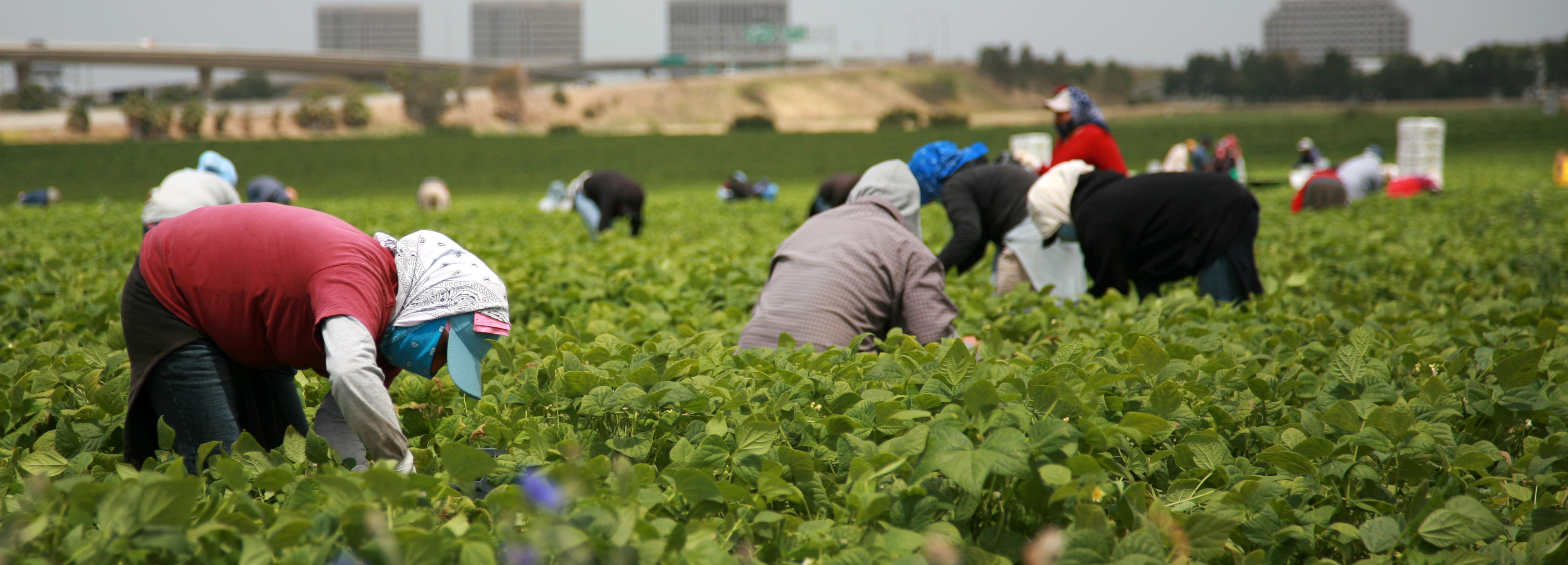 <p>Low-wage sector</p>