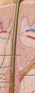<p>Hair root</p>