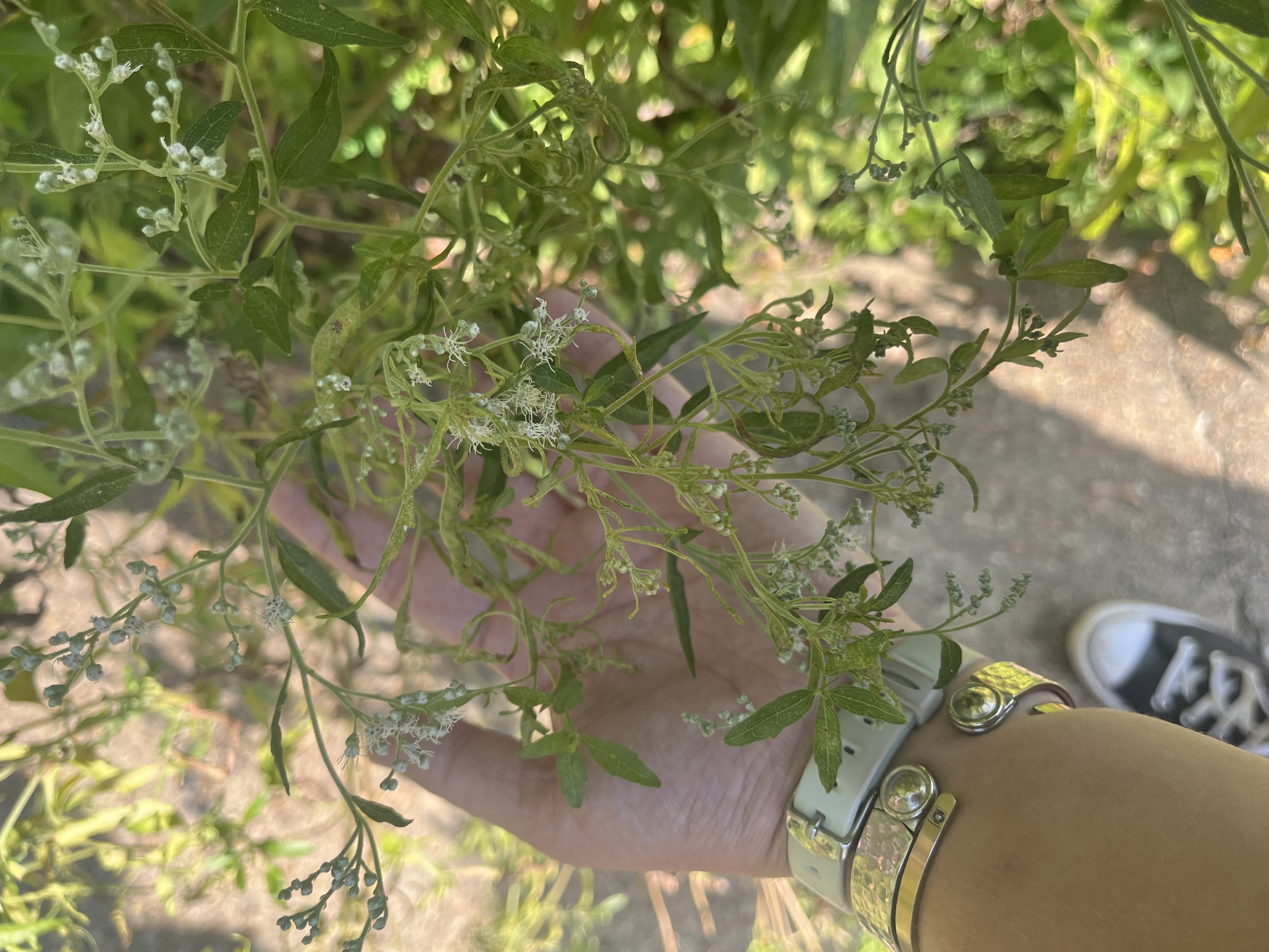 <p>Boneset scientific name</p>