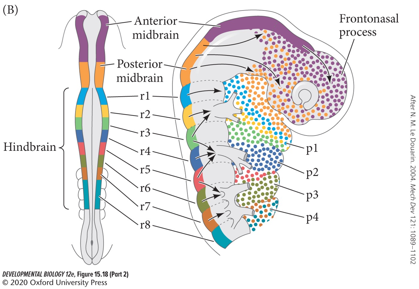 What are the three major pathways of cranial cell migration?
