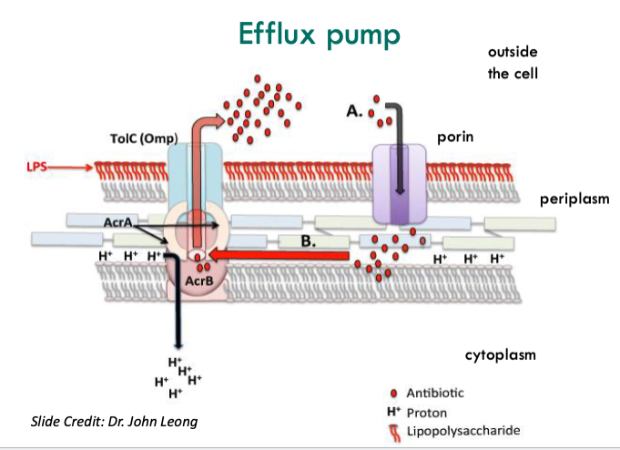 <p>efflux pumps kick out antibiotics that came in through porins from within </p>