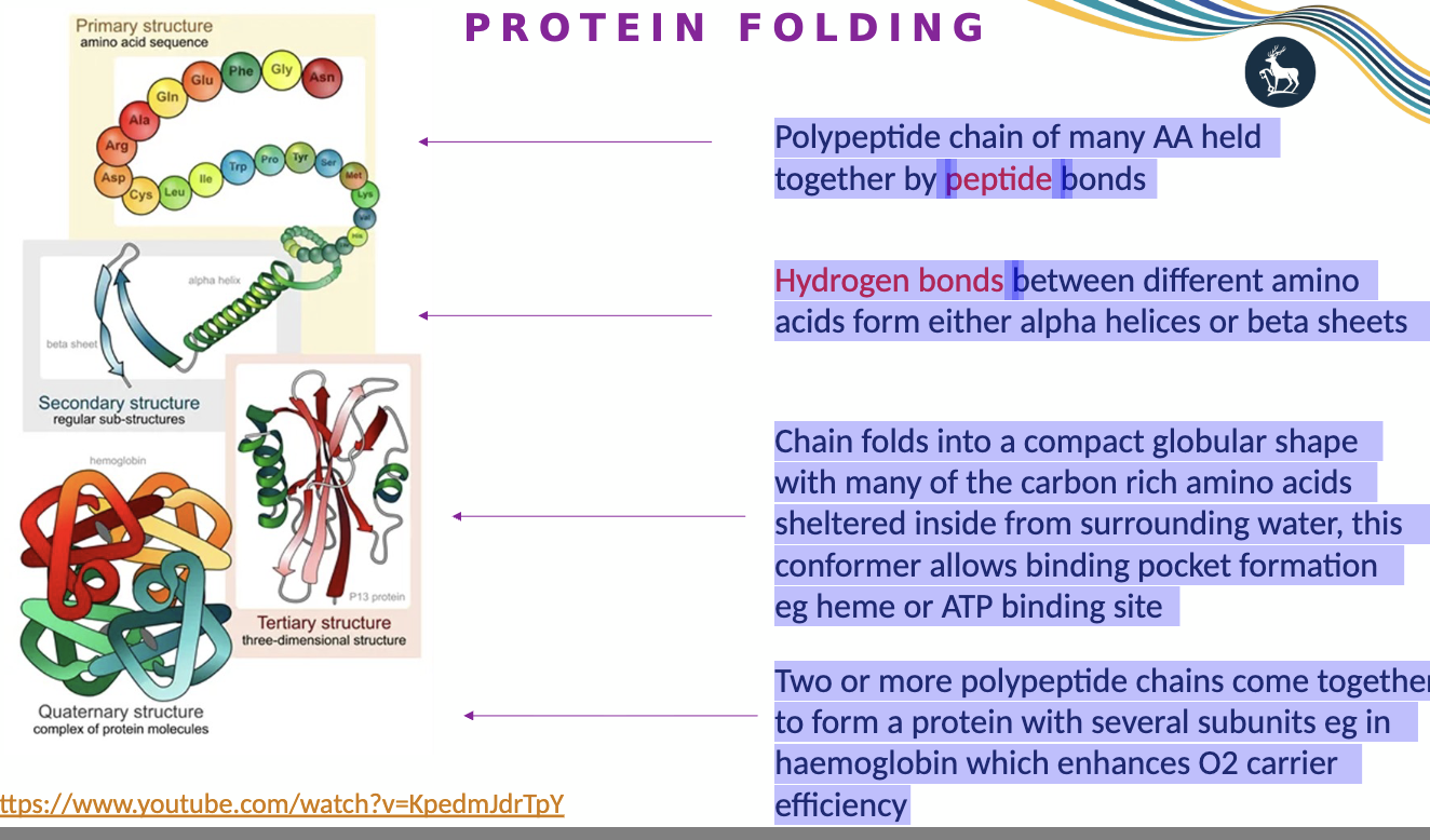 <p>Polypeptide chain of many AA held together by <strong>peptide</strong> bonds</p><p></p><p><strong>Hydrogen bonds</strong> between different amino acids form either alpha helices or beta sheets</p><p></p><p>Chain folds into a compact globular shape with many of the carbon rich amino acids sheltered inside from surrounding water, this conformer allows binding pocket formation e.g. heme or ATP binding site</p><p></p><p>Two or more polypeptide chains come together to form a protein with several subunits eg in haemoglobin which enhances O2 carrier efficiency</p>