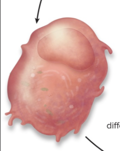 Form bone matrix (secrete as organic osteroid)