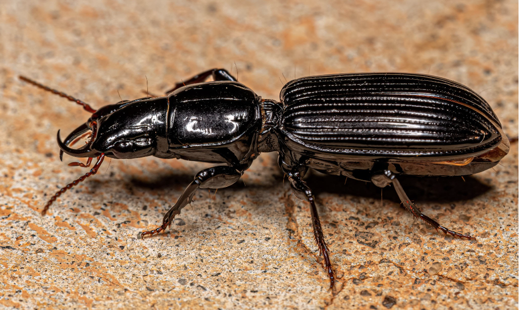 <p>ground beetles </p>