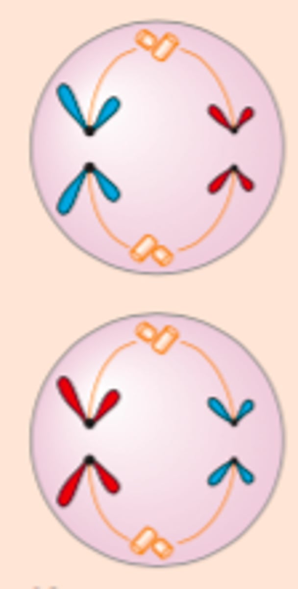 <p>Kromosomene blir delt ved at spindelen trekker identiske søsterkromatider mot hver sin pol</p>