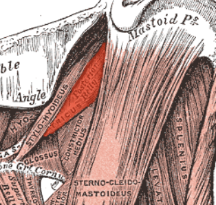 <p>thin strand that stick out to the side</p>