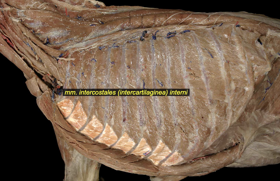 <p>The muscles run periperpendicular to one another</p><p>External intercostal m. Superficial</p><ul><li><p>craniodorsad → caudoventrad</p></li><li><p><span>O: caudal border of ribs 1 – 12</span></p></li><li><p><span>I: cranial border of ribs 2 – 13</span></p></li><li><p><span>A: draw ribs closer together; contraction produces a lifting of the thoracic cage, associated with inspiration</span></p></li><li><p><span>N: intercostal nn.</span></p></li></ul><p>Internal intercostal m. Deep</p><ul><li><p>cranioventrad → caudodorsad</p></li><li><p><span>O: caudal border of ribs 1 – 12</span></p></li><li><p><span>I: cranial border of rib 2 – 13</span></p></li><li><p><span>A: respiration (exact role debated), fixation of ribcage during locomotion</span></p></li><li><p><span>N: intercostal nn.</span></p></li></ul>