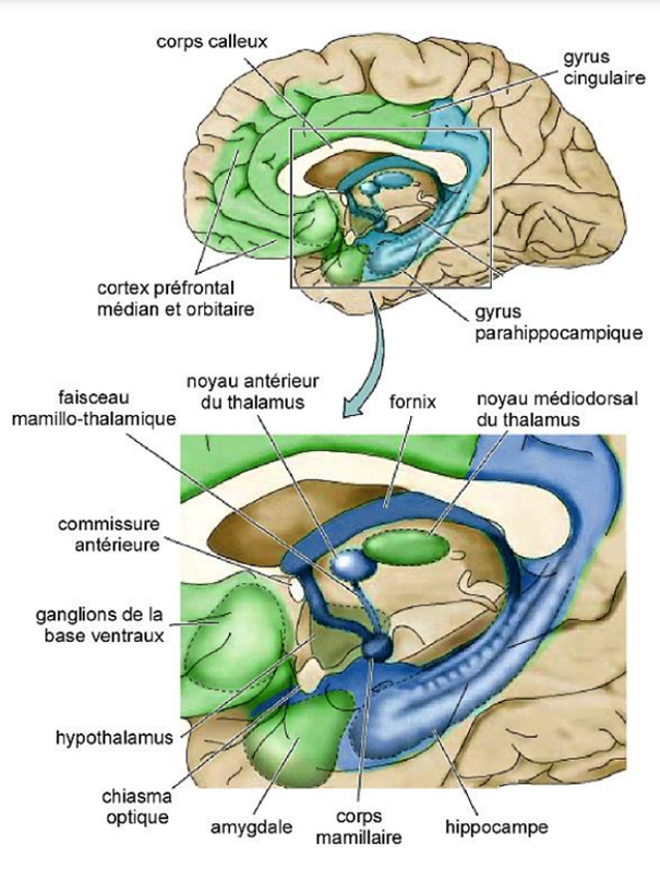 -rassemble plusieurs structures localisée sur l'aspect médian de l'hémisphère cérébral, bordant le corps calleux et le diencéphale
ces structures jouent un rôle important dans la perception et l'expression des émotions : 
-cortex préfrontal orbitaire et médian
-insula
-amygdale
-hypothalamus
-noyau médio-dorsal du thalamus
-partie ventrale des ganglions de la base