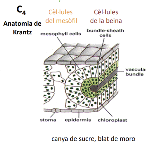 <ul><li><p><span>Primer compost que es forma és un compost de 4 carbonis (oxolacetat)</span></p></li><li><p><span>Cèl·lules del mesòfil tenen l’enzim fosfoenolpiruvat carboxilasa (PEP) SENSE afinitat per l’oxigen</span></p></li><li><p><span>Cèl·lules de la beina sí que tenen RubisCO</span></p></li><li><p><span>Dies calurosos poden tancar estomes pero no fan la fotorespiració</span></p></li></ul><p></p>