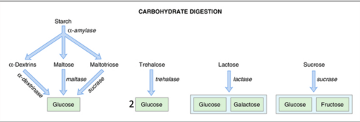 <p>digestion of starch and disaccharides:</p>