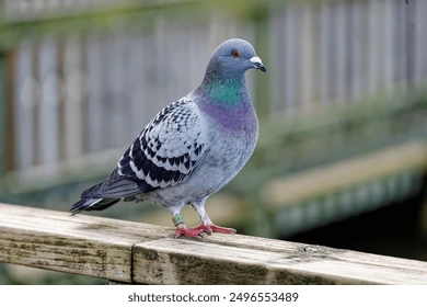 <ul><li><p>geen witte vlek vleugel en nek</p></li></ul><p></p>