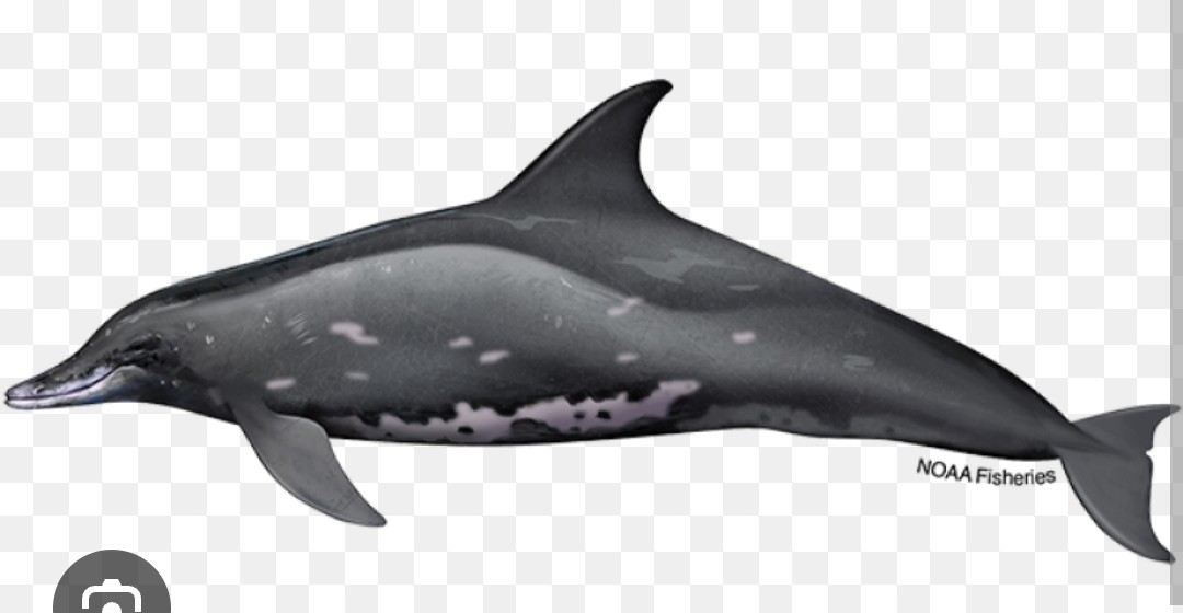 <p class="has-focus">Delphinidae family</p><p>primarily eating fish like mahimahi and squid, and are known to dive deep for prey.</p><p class="has-focus">dark gray body, a sloped head with no distinct beak separation, white markings on their throat, lips, and stomach, and large dorsal fins and flippers.</p>