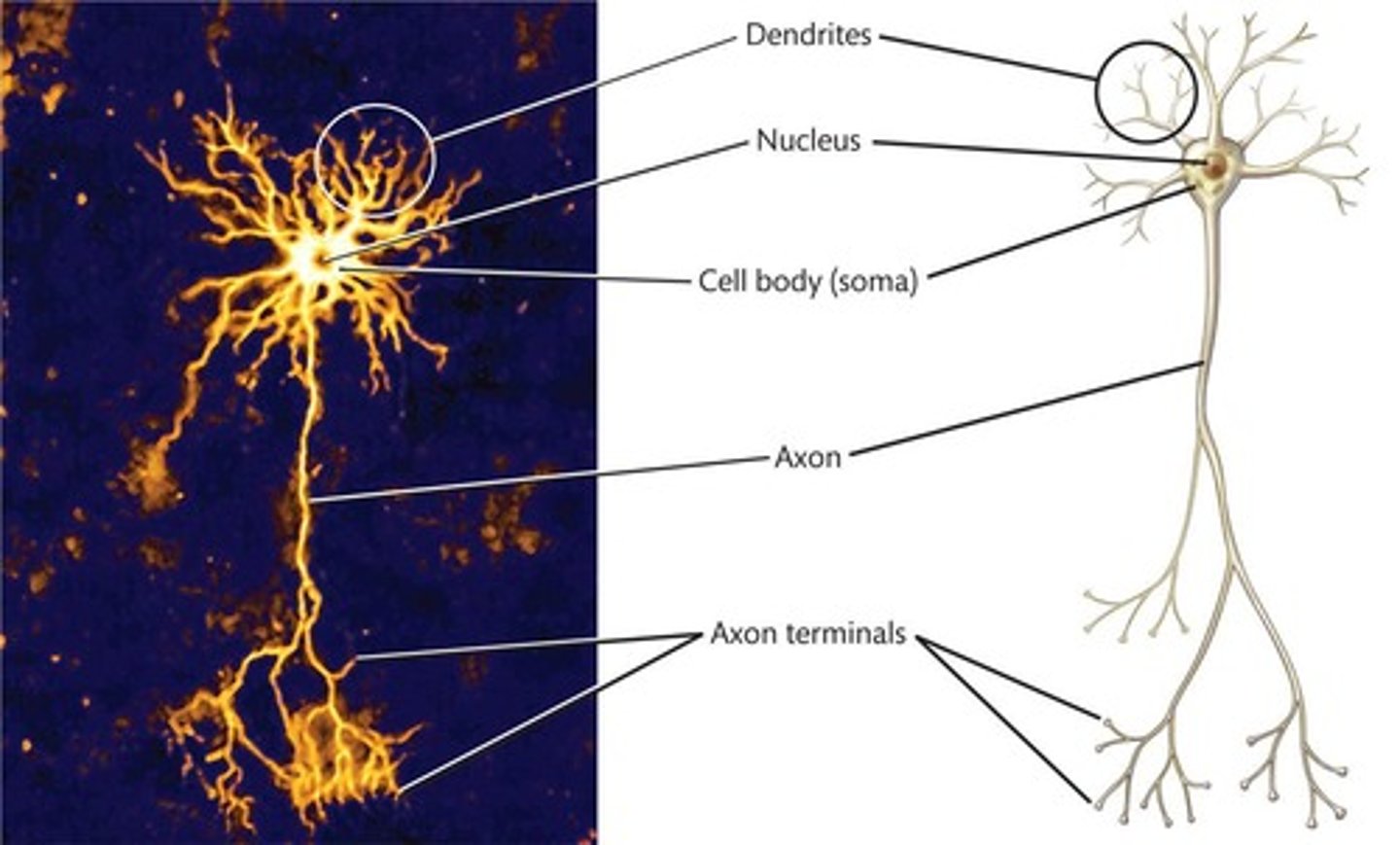 <p>Electrical impulse traveling along a neuron.</p>