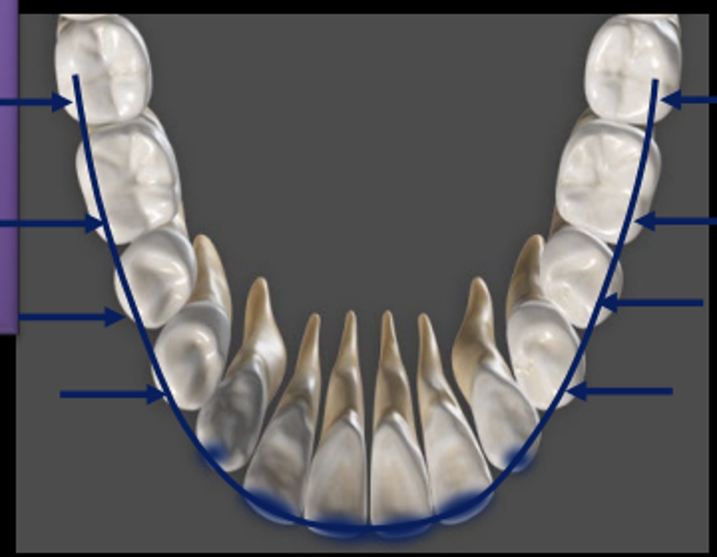 <p>The buccal cusps of the molars and premolars</p><p>The cusps of the canines and incisal edges of the incisors</p>