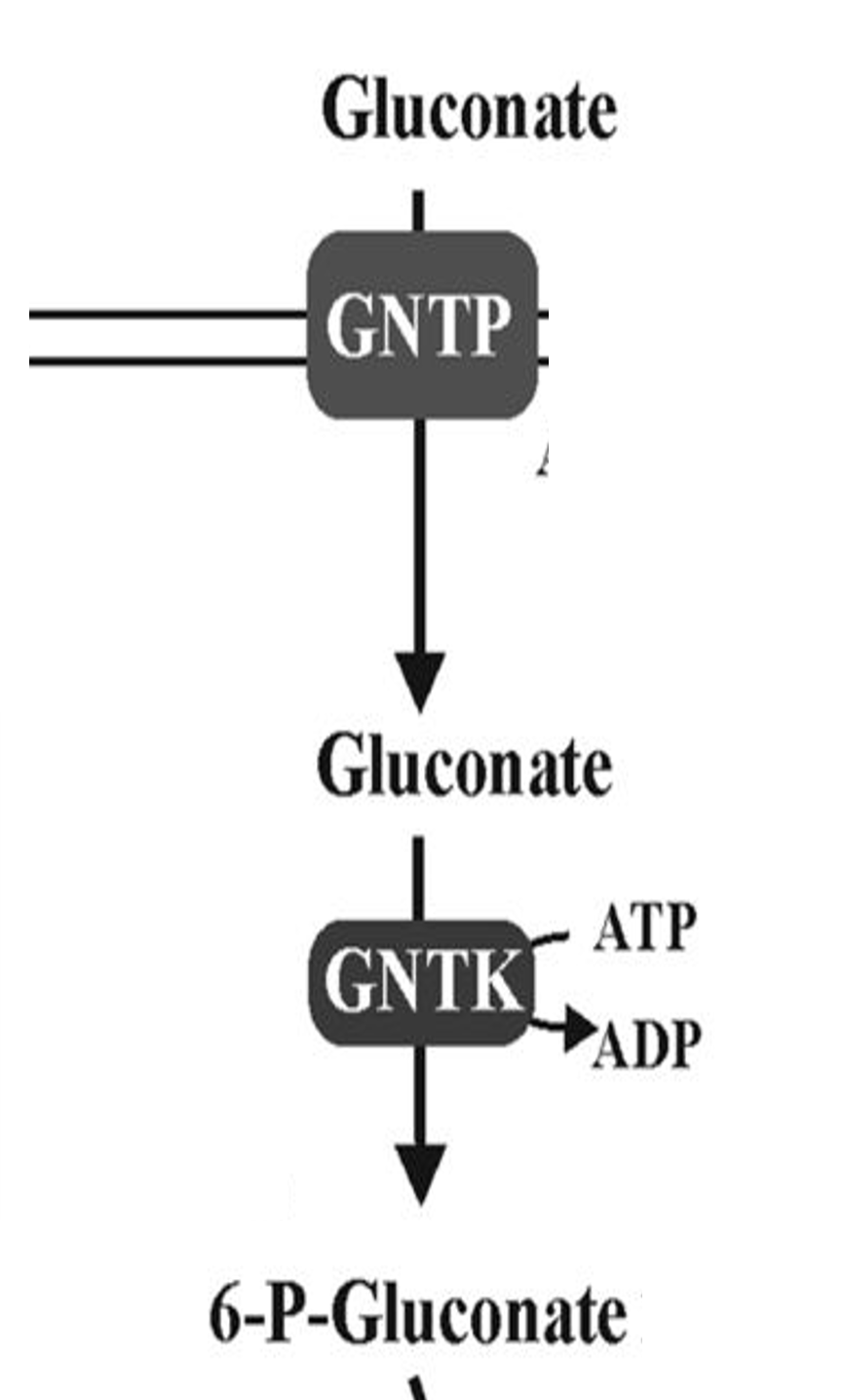 <p>Substrate commonly catabolized by ED pathway</p>