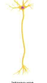 <p>Interneuron</p>