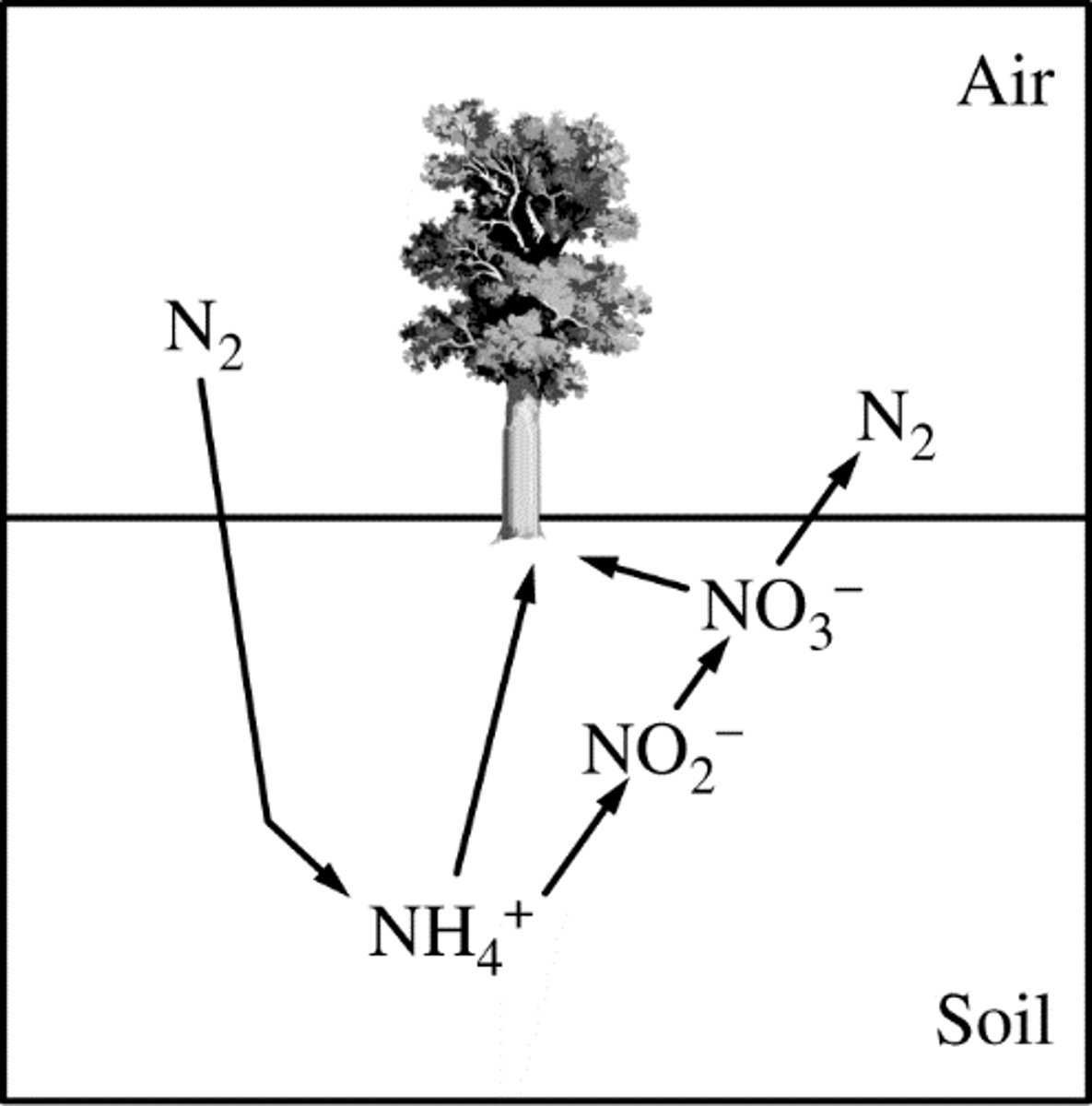 <p>37. Diagram A correctly illustrates the nitrogen cycle.</p>