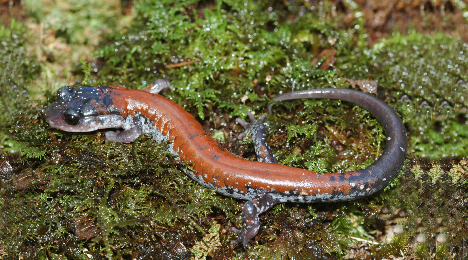 <p>Yonahlossee Salamander</p>