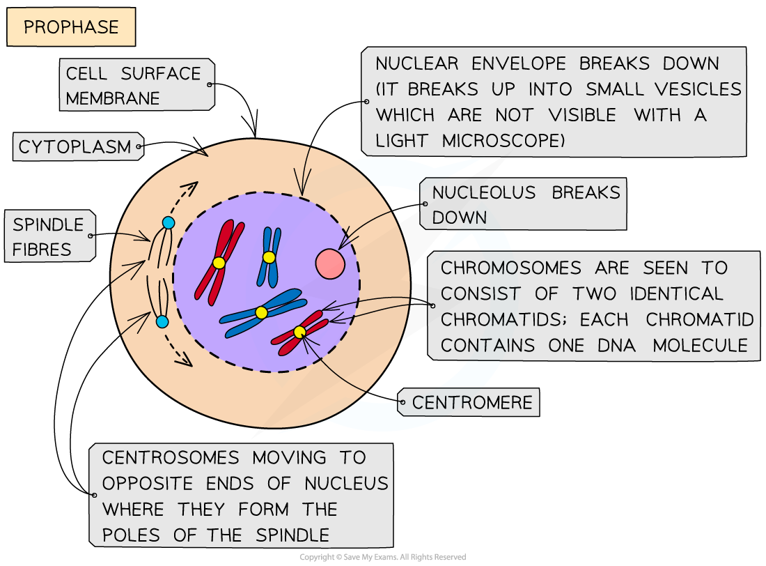 <p><strong>Chromosomes condense</strong>, they get <strong>shorter</strong> and <strong>fatter</strong>. Tiny bundles of proteins called <strong>centrioles</strong> start <strong>moving</strong> to opposite <strong>ends</strong> of the cell, <strong>forming</strong> a network of protein fibres across it called the <strong>spindle</strong>. <strong>Nuclear envelope breaks down</strong> and <strong>chromosomes</strong> lie <strong>free</strong> in cytoplasm. </p>