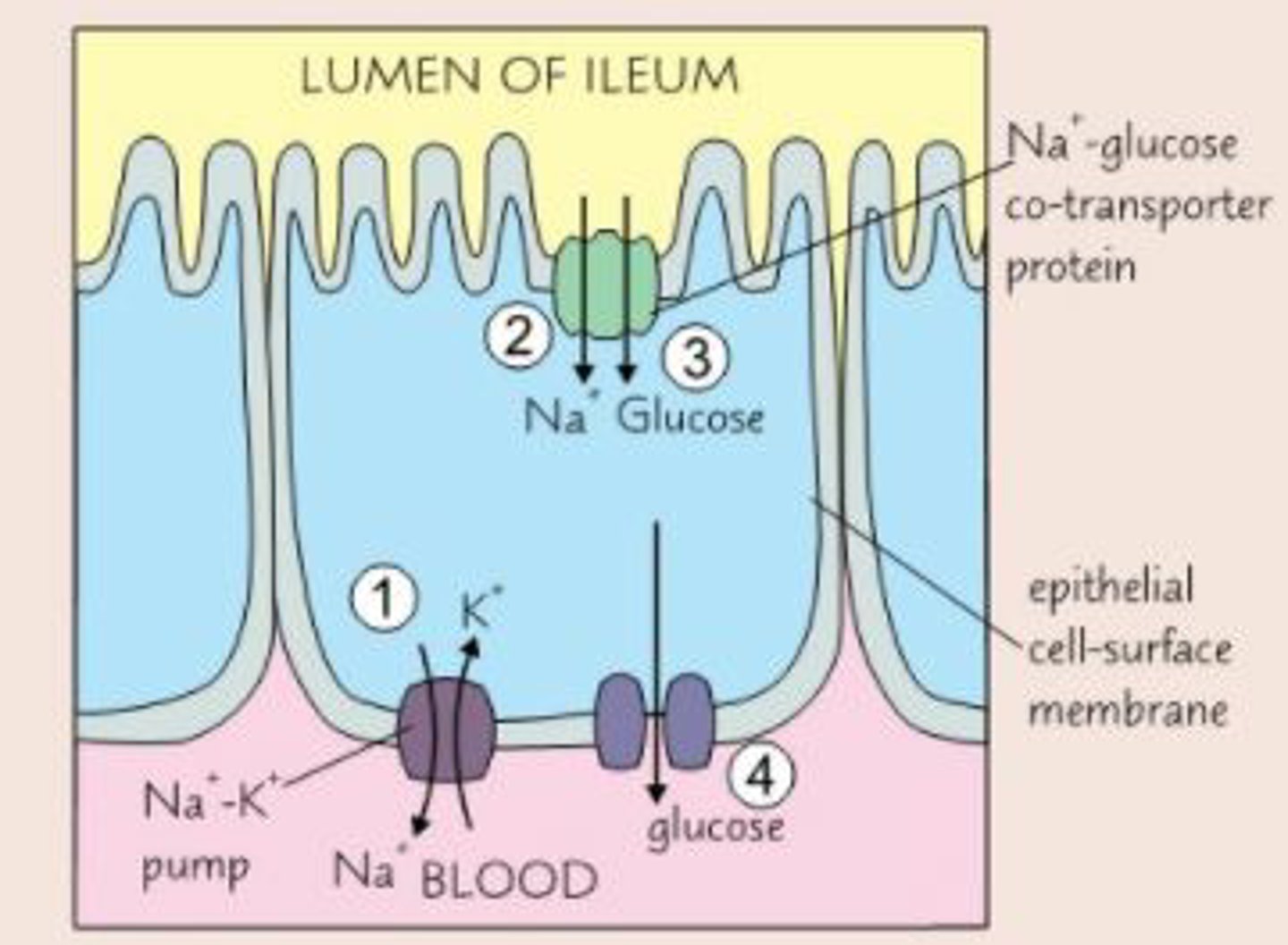 <ol><li><p>Sodium ions (Na<sup>+</sup>) are actively transported out of the epithelial cells and into the blood using a carrier protein called the sodium-potassium pump. This requires ATP.</p></li><li><p>This establishes a concentration gradient for sodium ions whereby their concentration is lower inside the epithelial cell than the<strong> lumen </strong>of the ileum.</p></li><li><p>Sodium ions will then move into the epithelial cell from the lumen by facilitated diffusion, down their concentration gradient. As they move in, they carry with them a molecule of glucose or an amino acid, along their concentration gradient. This uses a co-transport protein.</p></li><li><p>The concentration of glucose/ amino acids is now higher in the epithelial cell than the blood in the capillary. They are therefore able to move via facilitated diffusion from the epithelial cell into the blood. </p></li></ol><p></p>