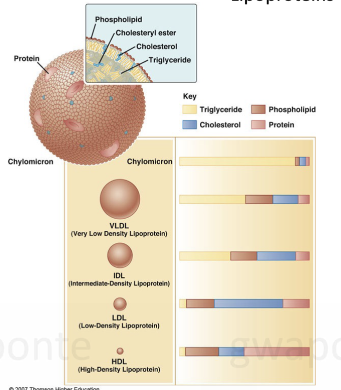 <ul><li><p>transport lipids &amp; cholesterol in the blood </p></li></ul><p></p>