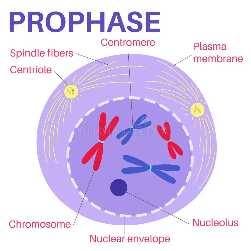 <p>Prophase</p>